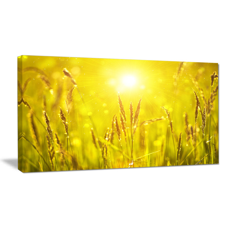 «Yellow Grass Flower at Sunset», reproduction de photo sur toile tendue, H 16 po x l 32 po