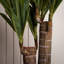 80cm Faux Double Stem Yucca Tree