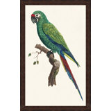 Perched Parrot 6 Painting