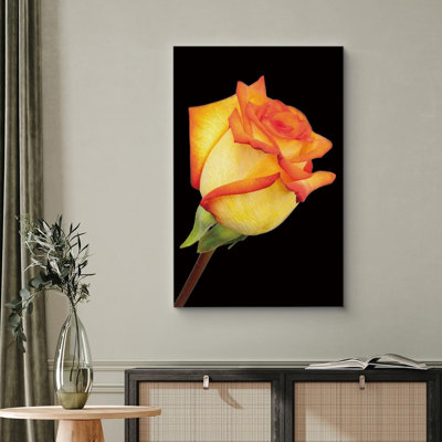 Flower Blossom «High Contrast Exposure Hybrid Tea Rose» sur