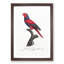 Violet-Necked Lory by F. Levaillant - Picture Frame Painting Print-55605542-55605546