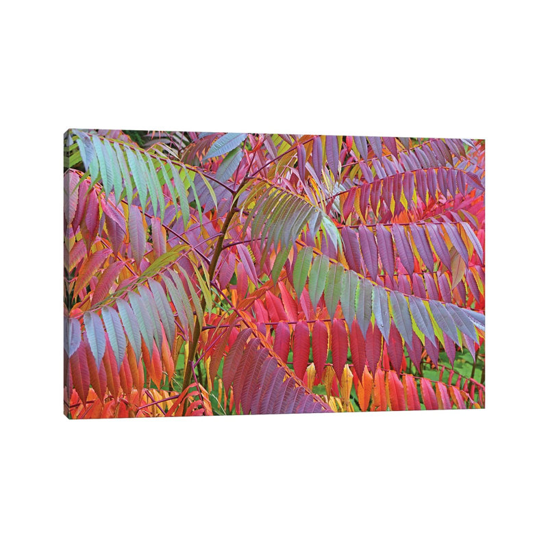 Shades Of Sumac by Brian Wolf - Wrapped Canvas Gallery-Wrapped Canvas Giclée, 66.04 cm H x 45.72 cm W