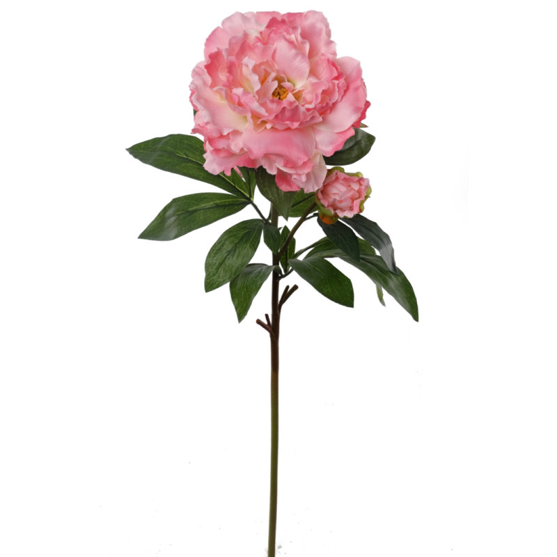Tige de pivoine, Rose, 12