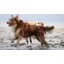 Outdoor Pet Shower Set, 3-Spray, 1.75 GPM-68812320