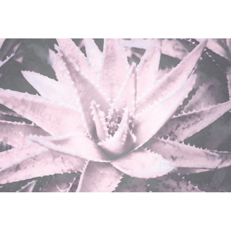 Pastel Succulents 6 - Wrapped Canvas Print, 30cm H x 46cm W x 3.8cm D