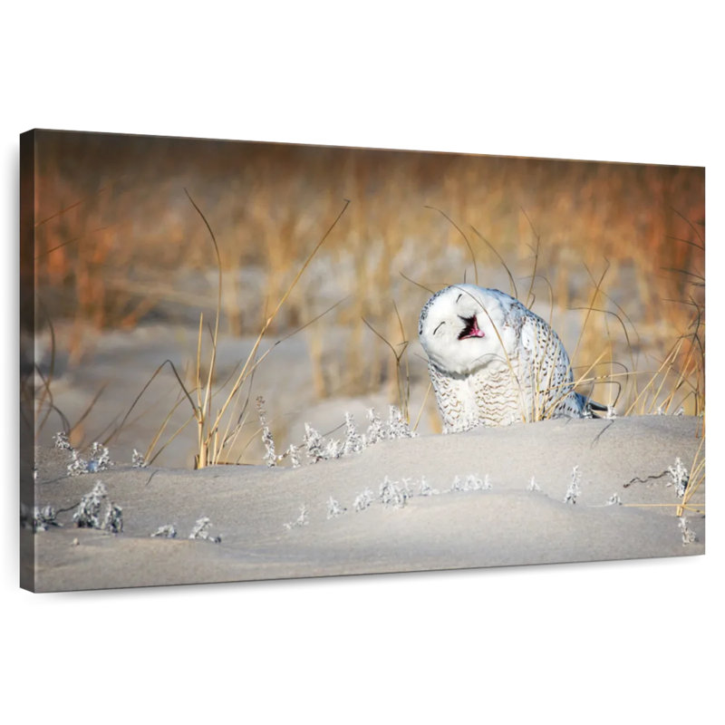 Chouette des neiges Brampt