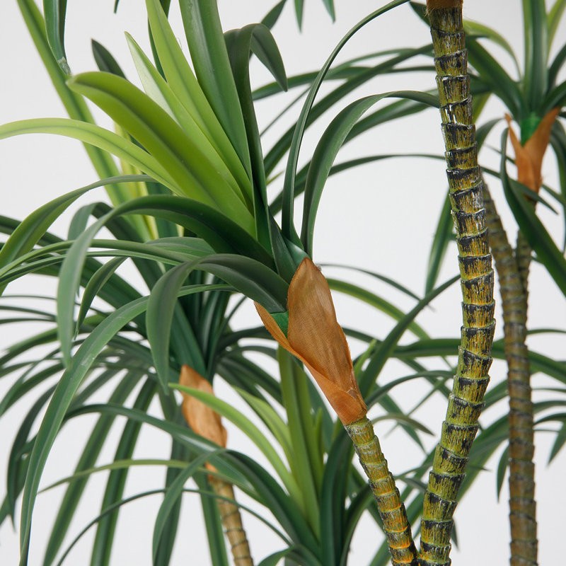 Arbre à dragon Dracaena de 89,5 po Roera