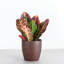 Live Petra Croton Plant in Classic Pot-49662114