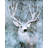 " Big Buck I " by Stellar Design Studio-98938904
