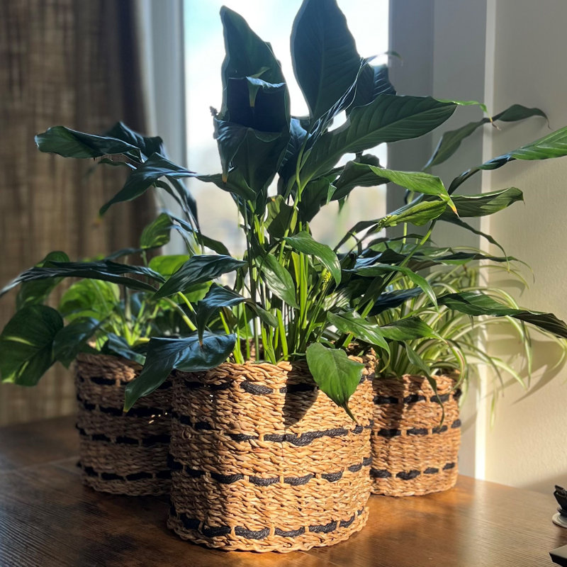 3 Piece Striped Plant Wicker Baskets