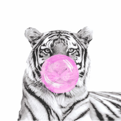 " Tiger Blowing Bubble "