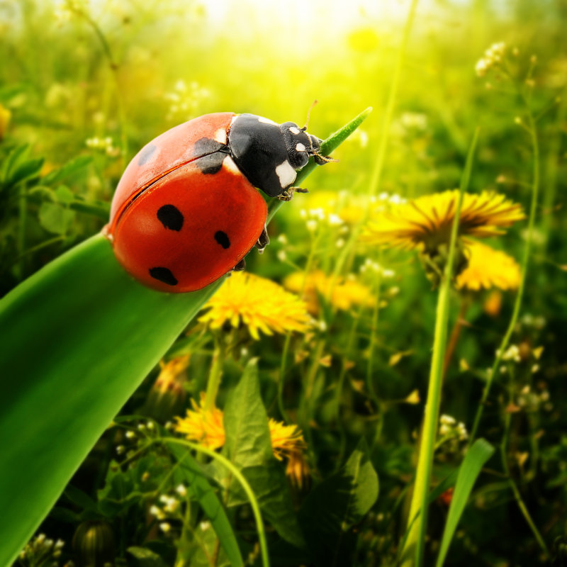 Ladybug Sunlight On The Field by Serg_Velusceac - Wrapped Canvas Print, 76cm H x 76cm W