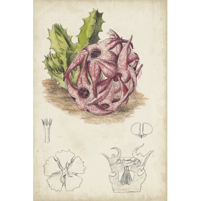 Antique Cactus III -  Painting