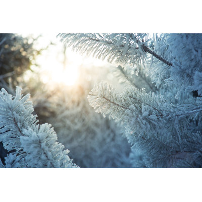Frosted Pine Branches - Wrapped Canvas Print