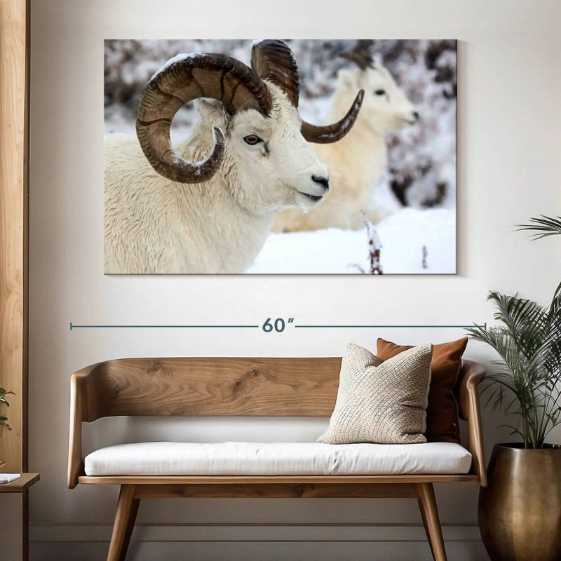 Mouton d'hiver