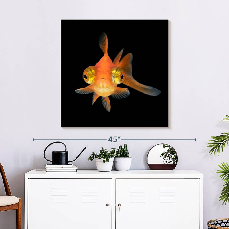Crowle Telescope Eye Goldfish