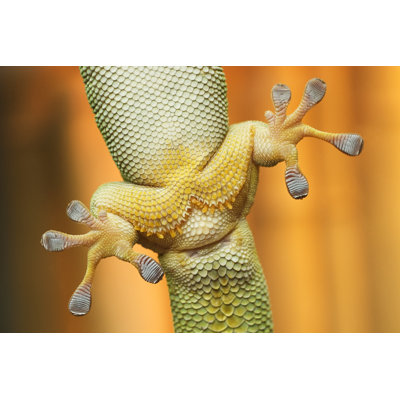 Gecko Feet by Stephanhoerold