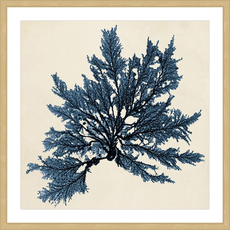 Coastal Seaweed IX - Reproduction encadrée sur papier, H 32 po x l 32 po x P 1,5 po