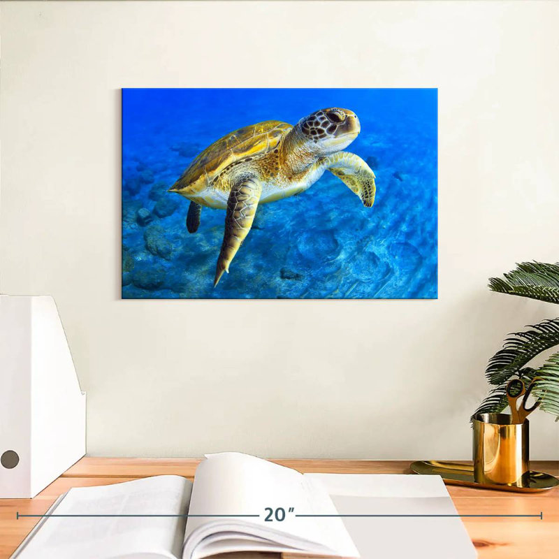 Brampt Sea Turtle Explorer, 8" H x 12" W