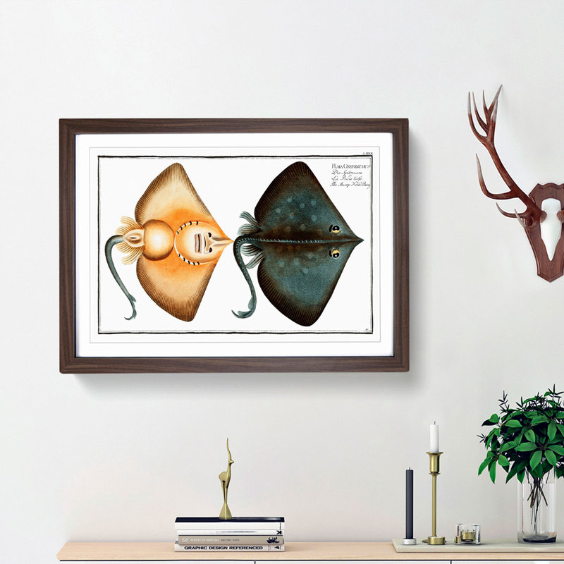 Sharp Nosed-Ray Fish by M.E. Bloch - Picture Frame Painting Print, 48cm H x 65cm W x 2cm D, Walnut Framed