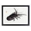 Crayfish by Kono Bairei - Picture Frame Painting Print-55682705-55682707