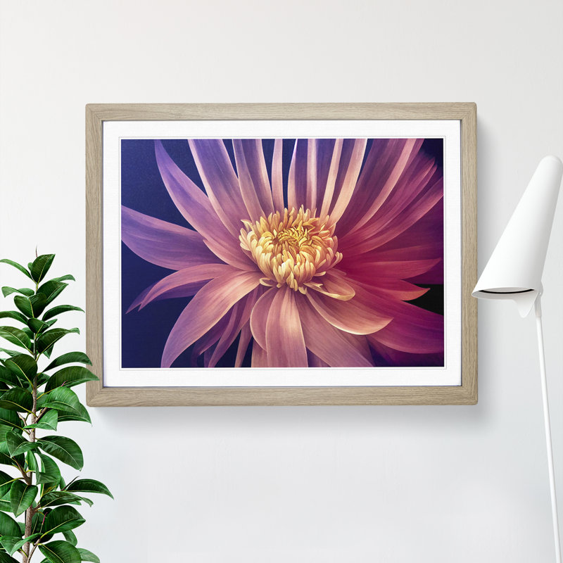 Serene Chrysanthemum Flower - Framed Print, 34cm H x 46cm W x 2cm D, Oak
