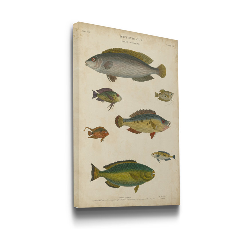 Reproduction d’art sur toile tendue « ichthyology II », H 20 po x l 16 po x P 1 po