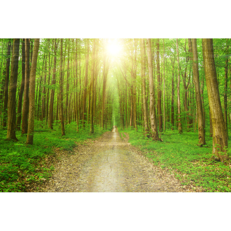 Forest Trees - Wrapped Canvas Print, 81cm H x 122cm W x 3.8cm D