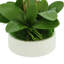 Orchid Arrangement In A Round Planter With Leaves And Moss