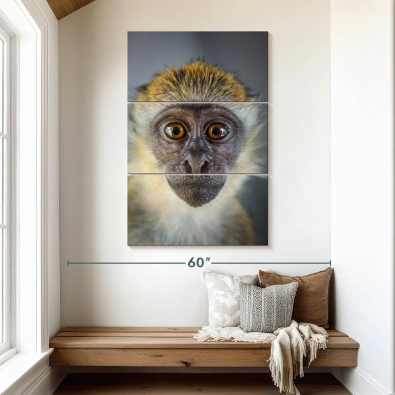 Singe Brampt Vervet