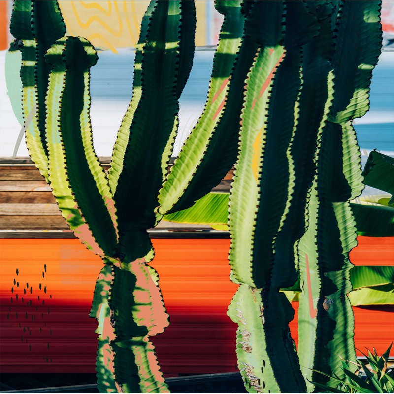 Cactus Succulents 652 - Impression sur toile tendue, H 8 po x l 8 po x P 1,5 po