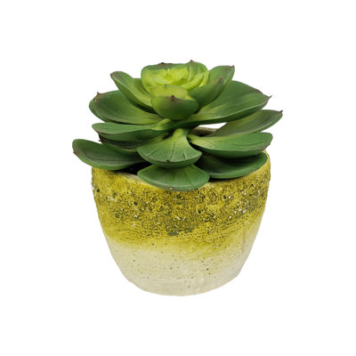 Plante succulent dans un pot de fleurs