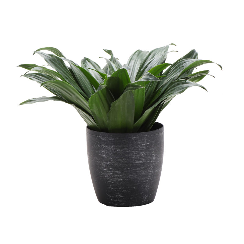 Dracaena Plant in Pot, Brushed Silver