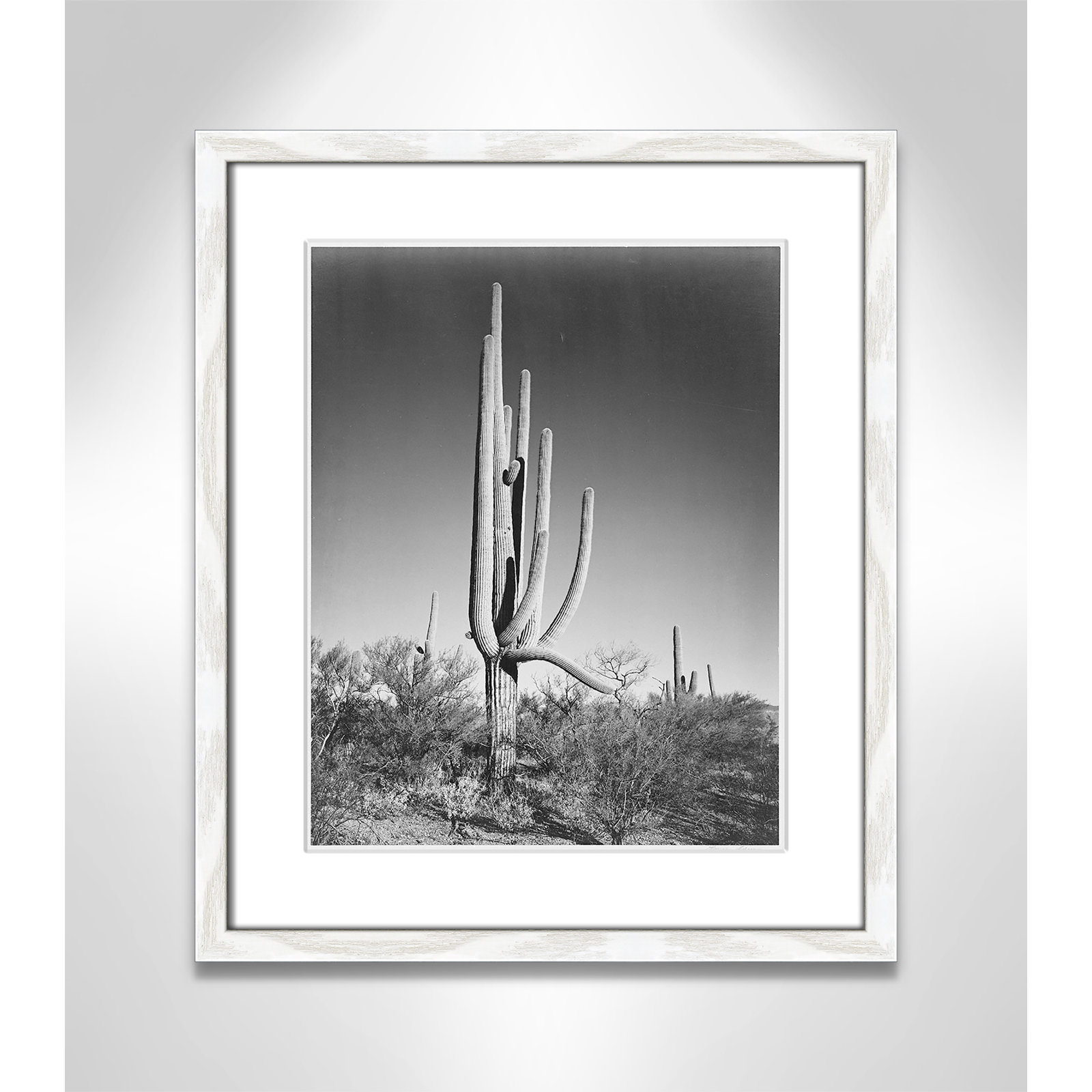 Cactus In Saguaro National Monument In Arizona by Ansel Adams, White, 19" H x 16" W x 0.75" D