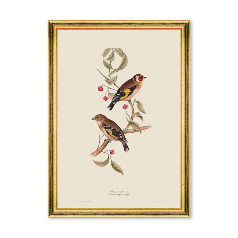 GOLDFINCH