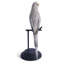 Budgerigar Figurine