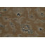 Tapis floral All-Over 10 x 13