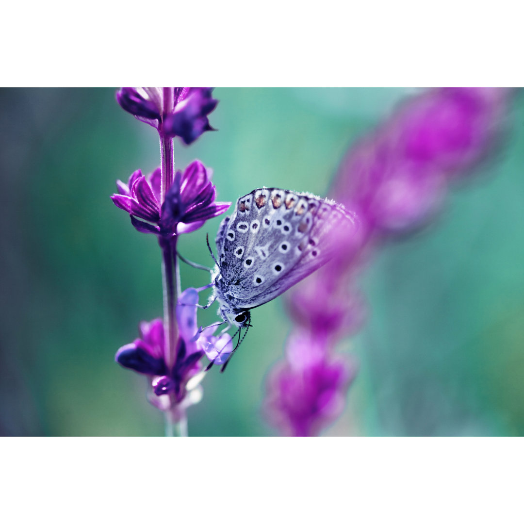 Schmetterling auf Wildblume von Jasmina - Leinwand Kunstdrucke