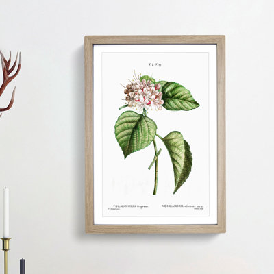 Chinese Glory Bower Flowers by Pierre-Joseph Redoute - Picture Frame Painting Print