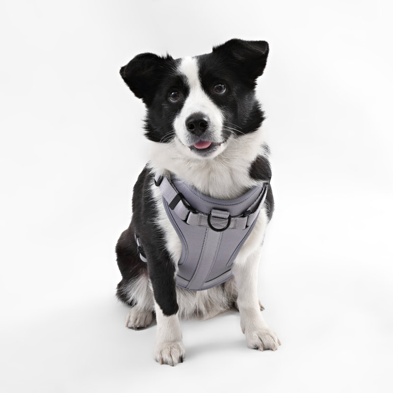 Harnais pour animal de compagnie Arlo, Gris, 37" W x 37" D