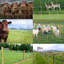 Farm Farmence