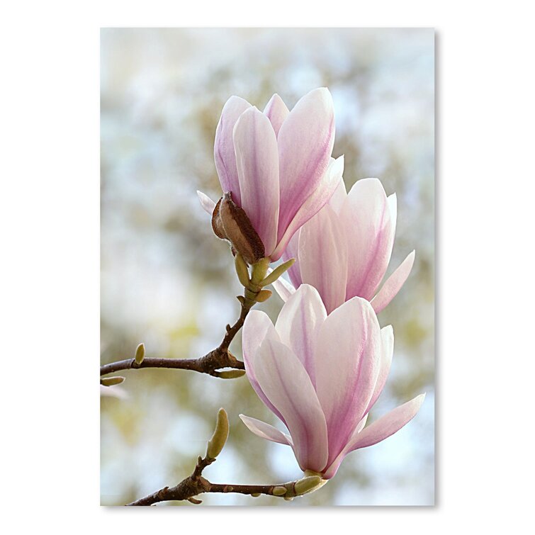 https://assets.wfcdn.com/im/47090630/resize-h755-w755%5Ecompr-r85/3570/35707386/Magnolia+Flower+Bloom+On+Paper+Print.jpg