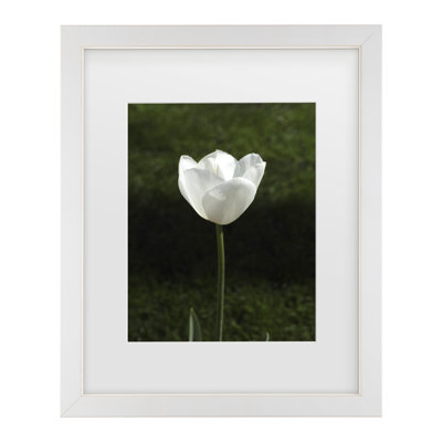 Bolog Engin Akyurt  White Tulip Close Up 2 Matted Framed Art