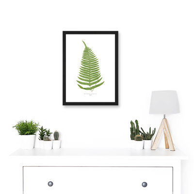 Fern Polypodium Catharinae Nature Plant Life Botanical - Single Picture Frame Art Prints