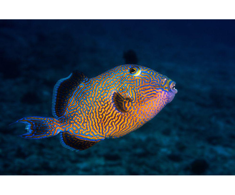 Art sur toile tendue par Astoria Grand Gabriel, galerie Barathieu: Blue Triggerfish, H 17 po x l 24 po