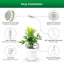 Naomi Grow Light