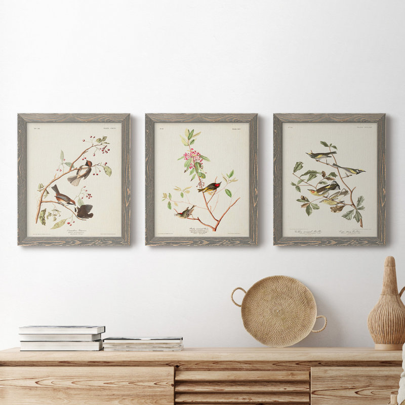 Pl. 194 Canadian Titmouse - Ensemble de 3 reproductions d'art sur toile, Gris, H 24 po x l 36 po x P 1,5 po