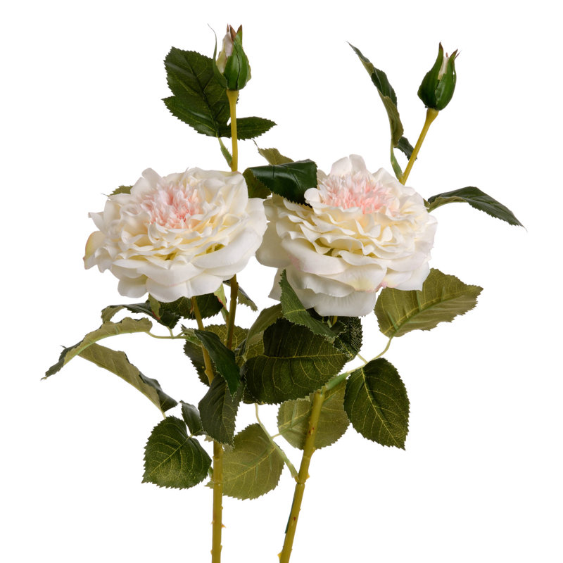 Anastasija Arrangement