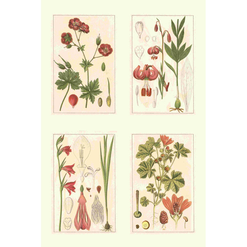 " Miniature Botanicals II " by Strum Flora C. 1904, 48" H x 32" W  