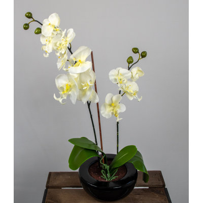 25cm Faux Orchid Plant in Ceramic Pot
